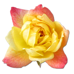 Rose Yellow 2 Vector Icons free download in SVG, PNG Format